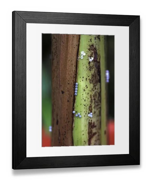 Framed Print : Eggs, probably from the owl butterfly -Caligo- on banana tree, Mainau, Baden-Wuerttemberg, Germany, Europe Framed Print : Eggs, probably from the owl butterfly -Caligo- on banana tree, Mainau, Baden-Wuerttemberg, Germany, Europe
