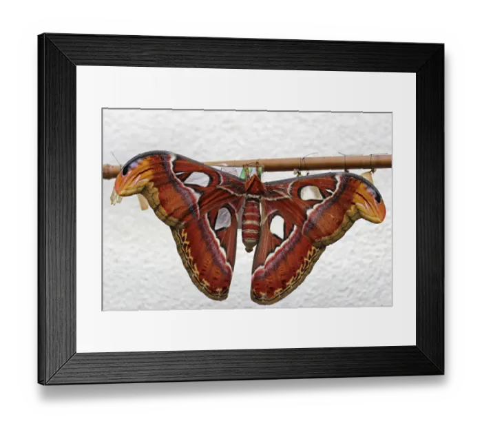 Framed Print : Atlas moth -Attacus atlas-, Mainau, Baden-Wuerttemberg, Germany, Europe Framed Print : Atlas moth -Attacus atlas-, Mainau, Baden-Wuerttemberg, Germany, Europe