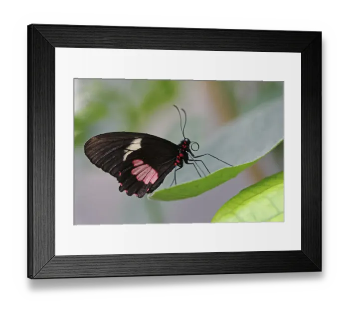 Framed Print : Iphidamas Cattleheart or Transandean Cattleheart -Parides iphidamas-, Mainau, Baden-Wuerttemberg, Germany, Europe Framed Print : Iphidamas Cattleheart or Transandean Cattleheart -Parides iphidamas-, Mainau, Baden-Wuerttemberg, Germany, Europe