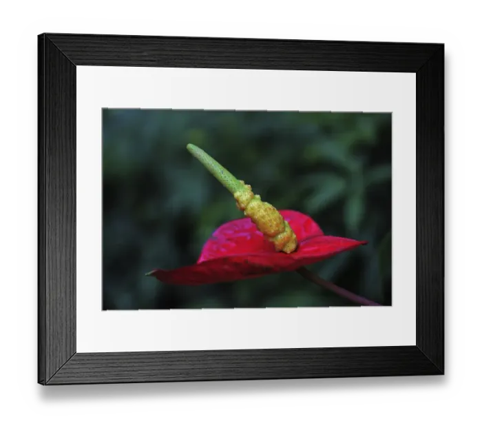 Framed Print : Anthurium -Anthurium-, Mainau, Baden-Wuerttemberg, Germany, Europe Framed Print : Anthurium -Anthurium-, Mainau, Baden-Wuerttemberg, Germany, Europe