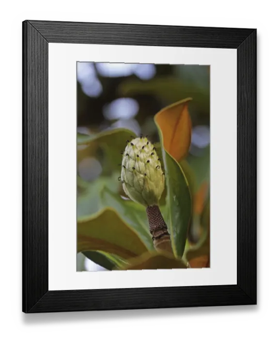 Framed Print : Southern magnolia or bull bay -Magnolia grandiflora-, fruit, Mainau Island, Lake Constance, Baden-Wuerttemberg, Germany, Europe Framed Print : Southern magnolia or bull bay -Magnolia grandiflora-, fruit, Mainau Island, Lake Constance, Baden-Wuerttemberg, Germany, Europe