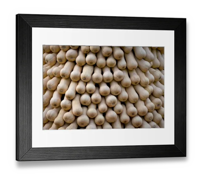 Framed Print : Bottle gourds, opo squashes or long melons -Lagenaria siceraria-, calabash, Baden-Wuerttemberg, Germany, Europe Framed Print : Bottle gourds, opo squashes or long melons -Lagenaria siceraria-, calabash, Baden-Wuerttemberg, Germany, Europe