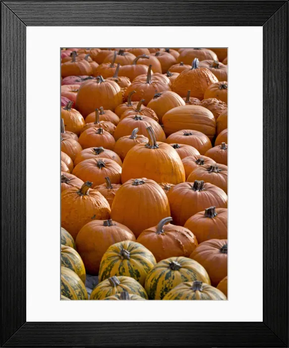 Framed Print : Pumpkins -Cucurbita-, Baden-Wuerttemberg, Germany, Europe Framed Print : Pumpkins -Cucurbita-, Baden-Wuerttemberg, Germany, Europe