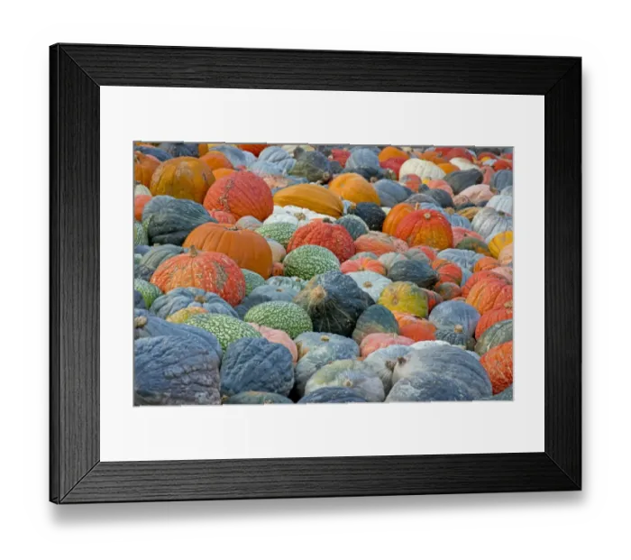 Framed Print : Different varieties of pumpkins, squashes and gourds -Cucurbita pepo-, Baden-Wuerttemberg, Germany, Europe Framed Print : Different varieties of pumpkins, squashes and gourds -Cucurbita pepo-, Baden-Wuerttemberg, Germany, Europe