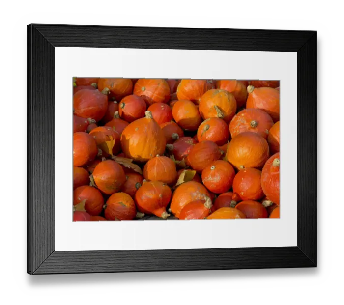 Framed Print : Japanese Hokkaido pumpkins -Cucurbita maxima-, Baden-Wuerttemberg, Germany, Europe Framed Print : Japanese Hokkaido pumpkins -Cucurbita maxima-, Baden-Wuerttemberg, Germany, Europe