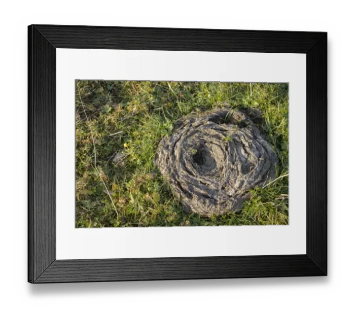 Framed Print : cowpat on meadow