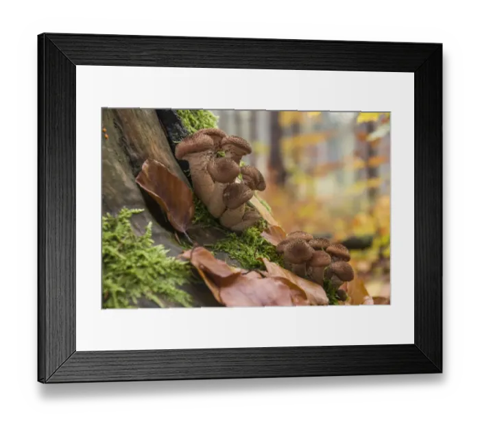 Framed Print : Dark Honey Mushroom -Armillaria ostoyae-, Thuringia, Germany Framed Print : Dark Honey Mushroom -Armillaria ostoyae-, Thuringia, Germany