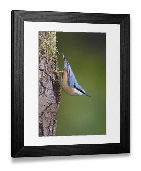 Framed Print : Nuthatch -Sitta europaea-, adult, running down a tree trunk, Neunkirchen, Siegerland, North Rhine-Westphalia, Germany Framed Print : Nuthatch -Sitta europaea-, adult, running down a tree trunk, Neunkirchen, Siegerland, North Rhine-Westphalia, Germany