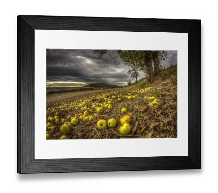 Framed Print : Fallen fruit in autumn, apples, Thuringia, Germany Framed Print : Fallen fruit in autumn, apples, Thuringia, Germany