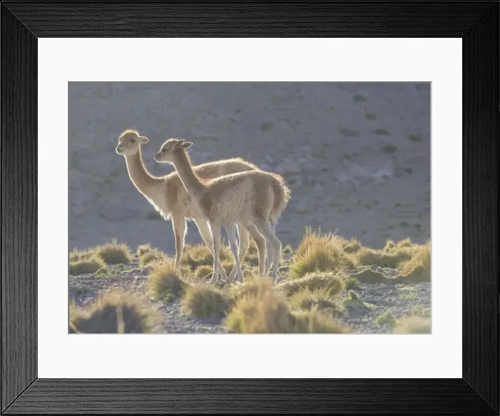 Framed Print : Vicuna -Vicugna vicugna- in the highland, San Pedro de Atacama, Antofagasta Region, Chile Framed Print : Vicuna -Vicugna vicugna- in the highland, San Pedro de Atacama, Antofagasta Region, Chile