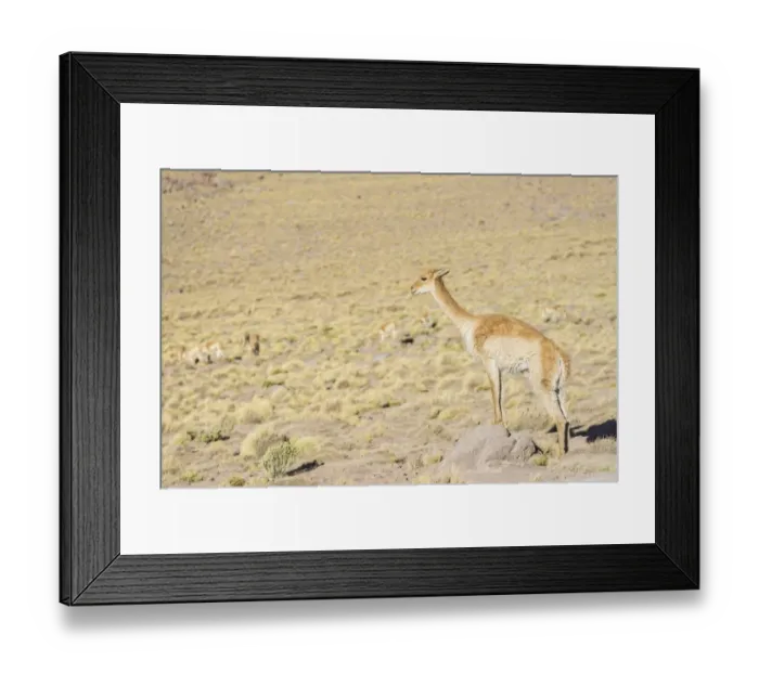 Framed Print : Vicuna -Vicugna vicugna- in the highland, San Pedro de Atacama, Antofagasta Region, Chile Framed Print : Vicuna -Vicugna vicugna- in the highland, San Pedro de Atacama, Antofagasta Region, Chile