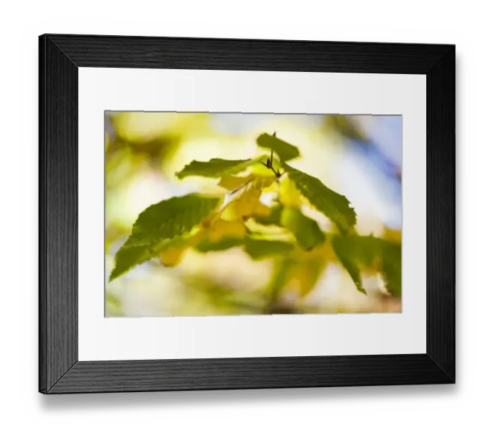 Framed Print : Autumn leaves of a Hop Hornbeam -Ostrya carpinifolia- in Markt Schwaben, Bavaria, Germany, Europe Framed Print : Autumn leaves of a Hop Hornbeam -Ostrya carpinifolia- in Markt Schwaben, Bavaria, Germany, Europe
