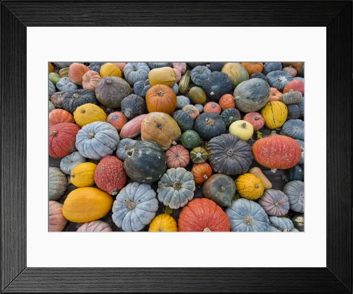 Framed Print : Different varieties of pumpkins, squashes and gourds -Cucurbita pepo-, Baden-Wuerttemberg, Germany, Europe Framed Print : Different varieties of pumpkins, squashes and gourds -Cucurbita pepo-, Baden-Wuerttemberg, Germany, Europe