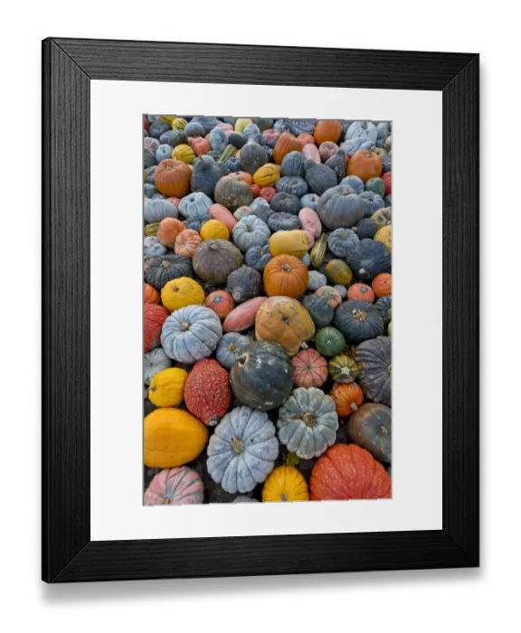 Framed Print : Different varieties of pumpkins, squashes and gourds -Cucurbita pepo-, Baden-Wuerttemberg, Germany, Europe Framed Print : Different varieties of pumpkins, squashes and gourds -Cucurbita pepo-, Baden-Wuerttemberg, Germany, Europe