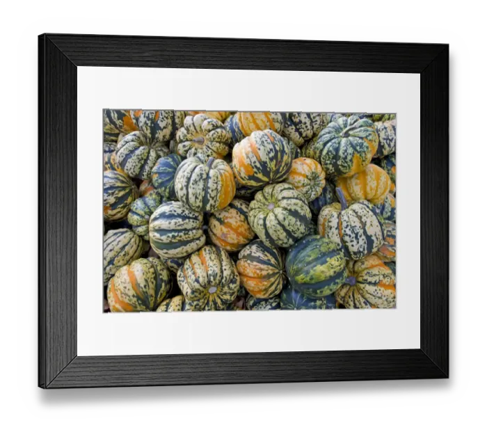 Framed Print : Carnival F1, squash -Cucurbita-, Baden-Wuerttemberg, Germany, Europe Framed Print : Carnival F1, squash -Cucurbita-, Baden-Wuerttemberg, Germany, Europe