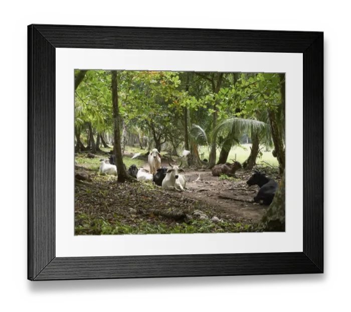 Framed Print : Zebu Cattle -Bos primigenius indicus- in the rainforest, Punta Uva, Puerto Viejo de Talamanca, Costa Rica, Central America Framed Print : Zebu Cattle -Bos primigenius indicus- in the rainforest, Punta Uva, Puerto Viejo de Talamanca, Costa Rica, Central America