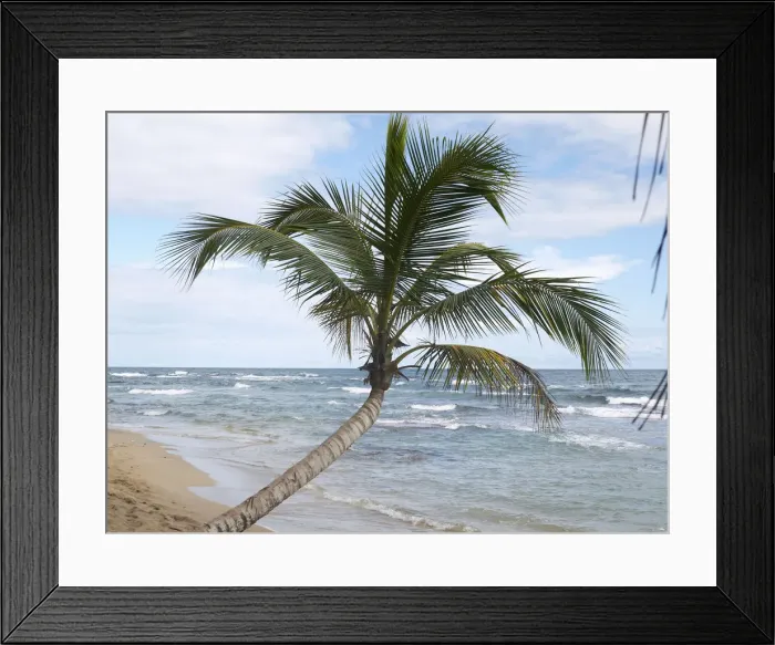 Framed Print : Palm -Arecaceae- on the beach of Punta Uva, Puerto Viejo de Talamanca, Costa Rica, Central America Framed Print : Palm -Arecaceae- on the beach of Punta Uva, Puerto Viejo de Talamanca, Costa Rica, Central America