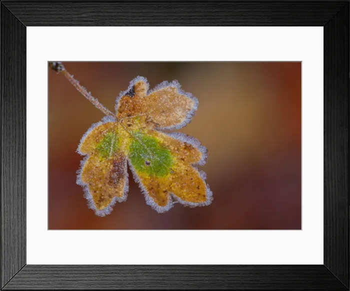 Framed Print : Maple -Acer sp. - leaf with hoarfrost, Afghanistan Framed Print : Maple -Acer sp. - leaf with hoarfrost, Afghanistan