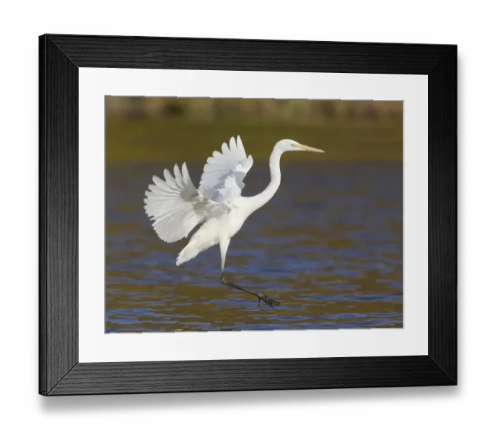 Framed Print : Great Egret -Ardea alba-, landing, North Hesse, Hesse, Germany Framed Print : Great Egret -Ardea alba-, landing, North Hesse, Hesse, Germany