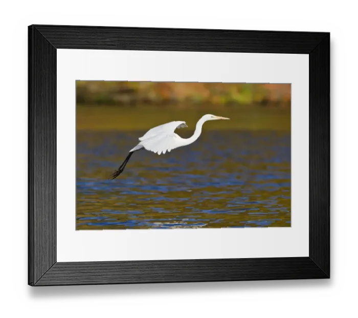 Framed Print : Great Egret -Ardea alba-, taking off, North Hesse, Hesse, Germany