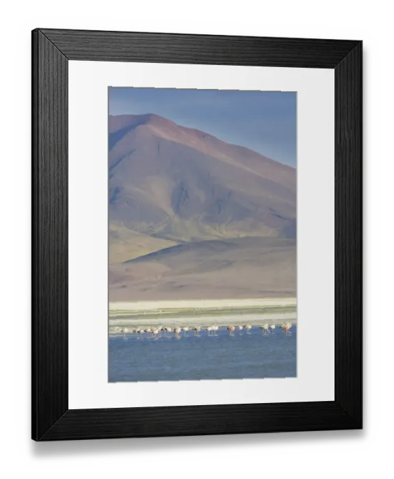 Framed Print : Salar del Huasco and Jamess Flamingos -Phoenicoparrus jamesi-, Pica, Tarapaca Region, Chile Framed Print : Salar del Huasco and Jamess Flamingos -Phoenicoparrus jamesi-, Pica, Tarapaca Region, Chile