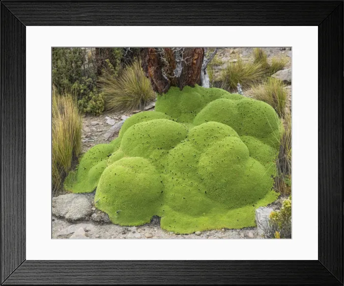 Framed Print : Yareta or Llareta cushion plant -Azorella compacta- and Quenoa De Altura -Polylepis tarapacana- at the back, Tarapaca Region, Chile Framed Print : Yareta or Llareta cushion plant -Azorella compacta- and Quenoa De Altura -Polylepis tarapacana- at the back, Tarapaca Region, Chile