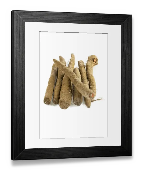 Framed Print : Salsify