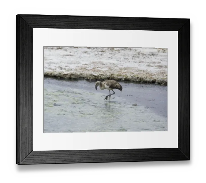 Framed Print : Juvenile Andean Flamingo -Phoenicoparrus andinus-, salt lake Salar de Surire, Putre, Arica y Parinacota Region, Chile Framed Print : Juvenile Andean Flamingo -Phoenicoparrus andinus-, salt lake Salar de Surire, Putre, Arica y Parinacota Region, Chile