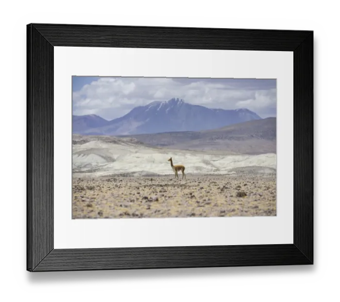 Framed Print : Vicugna or Vicuna -Vicugna vicugna-, Altiplano, Putre, Arica y Parinacota Region, Chile Framed Print : Vicugna or Vicuna -Vicugna vicugna-, Altiplano, Putre, Arica y Parinacota Region, Chile
