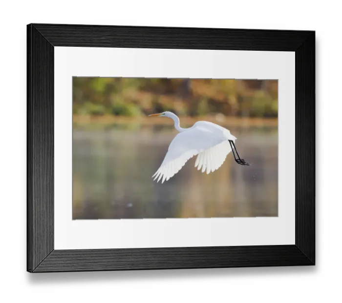 Framed Print : Great Egret -Ardea alba-, in flight, North Hesse, Hesse, Germany