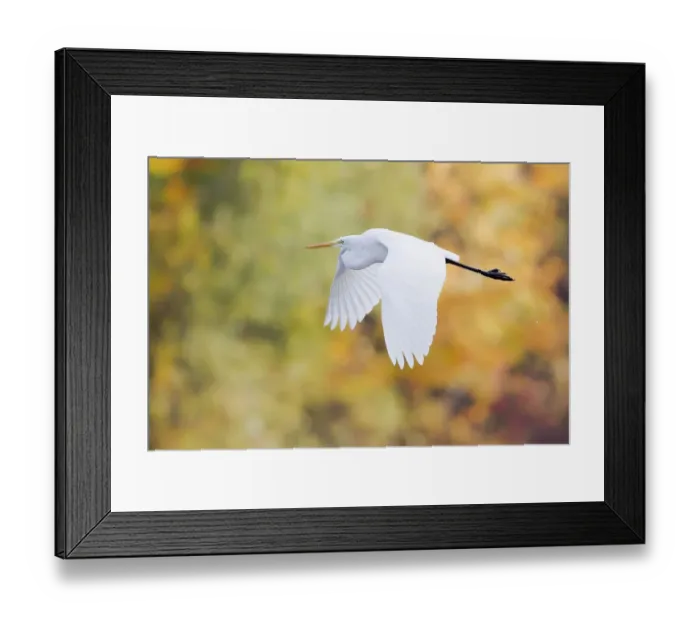Framed Print : Great Egret -Ardea alba- in flight, North Hesse, Hesse, Germany Framed Print : Great Egret -Ardea alba- in flight, North Hesse, Hesse, Germany