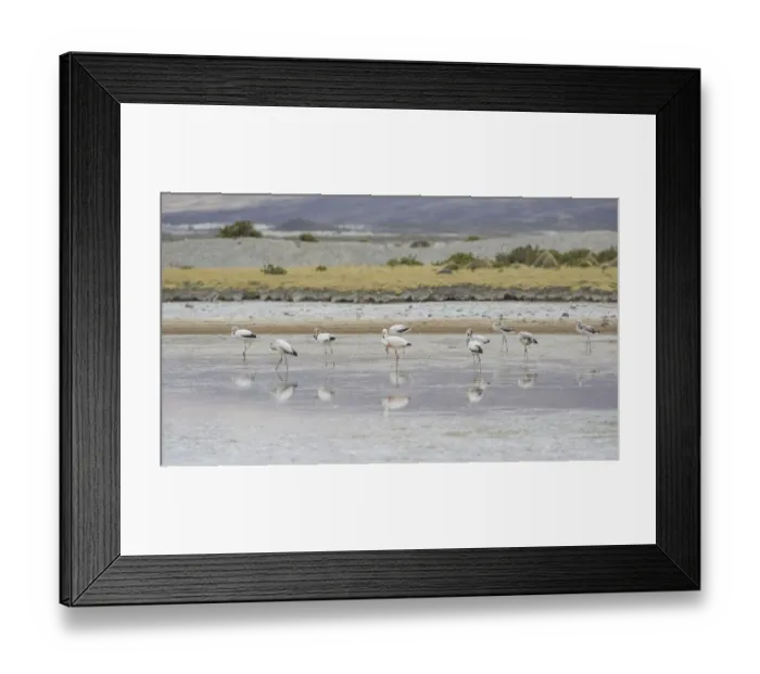 Framed Print : Jamess flamingo -Phoenicoparrus jamesi-, Putre, Arica y Parinacota Region, Chile Framed Print : Jamess flamingo -Phoenicoparrus jamesi-, Putre, Arica y Parinacota Region, Chile