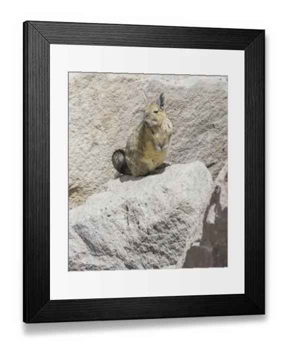 Framed Print : Southern viscacha -Lagidium viscacia-, Arica y Parinacota Region, Chile Framed Print : Southern viscacha -Lagidium viscacia-, Arica y Parinacota Region, Chile