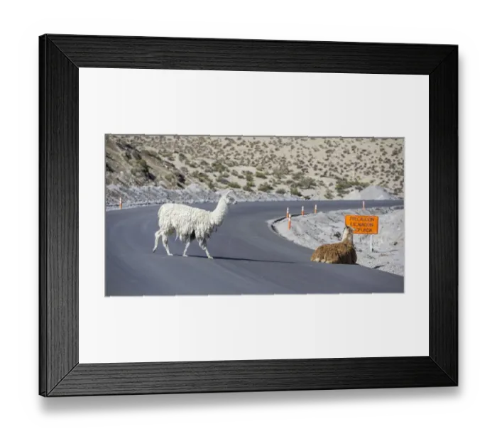 Framed Print : Llamas -Lama glama- on road, Putre, Arica y Parinacota Region, Chile Framed Print : Llamas -Lama glama- on road, Putre, Arica y Parinacota Region, Chile