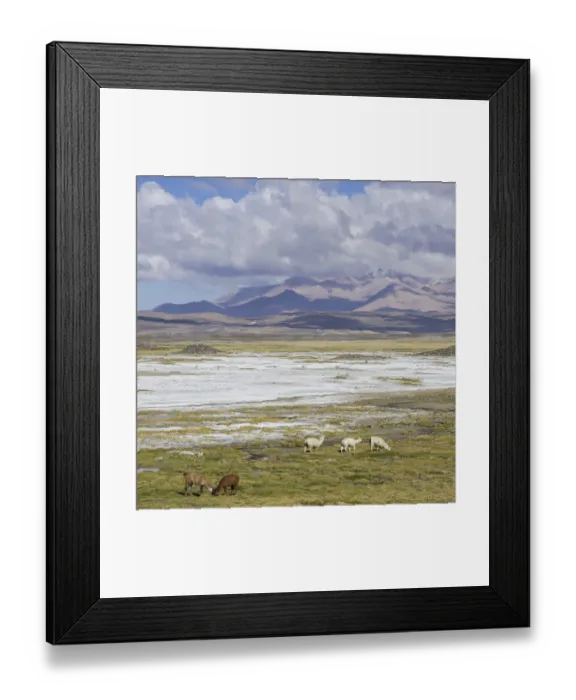 Framed Print : Llamas -Lama glama- in front of mountains, Putre, Arica y Parinacota Region, Chile Framed Print : Llamas -Lama glama- in front of mountains, Putre, Arica y Parinacota Region, Chile