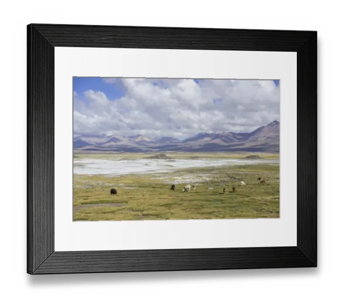 Framed Print : Llamas -Lama glama- in front of mountains, Putre, Arica y Parinacota Region, Chile Framed Print : Llamas -Lama glama- in front of mountains, Putre, Arica y Parinacota Region, Chile