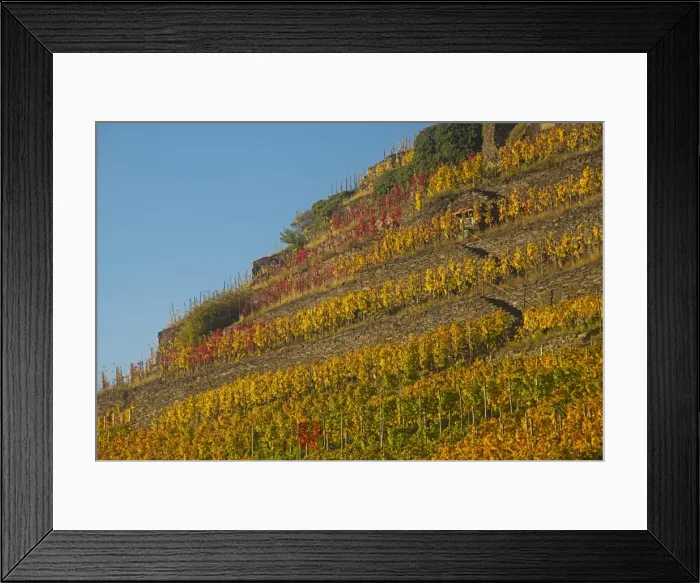 Framed Print : Vineyard in autumn, red wine-growing region of the Pinot Noir and Portuguese grape varieties, Ahr Valley, Eifel, Rhineland-Palatinate, Germany Framed Print : Vineyard in autumn, red wine-growing region of the Pinot Noir and Portuguese grape varieties, Ahr Valley, Eifel, Rhineland-Palatinate, Germany