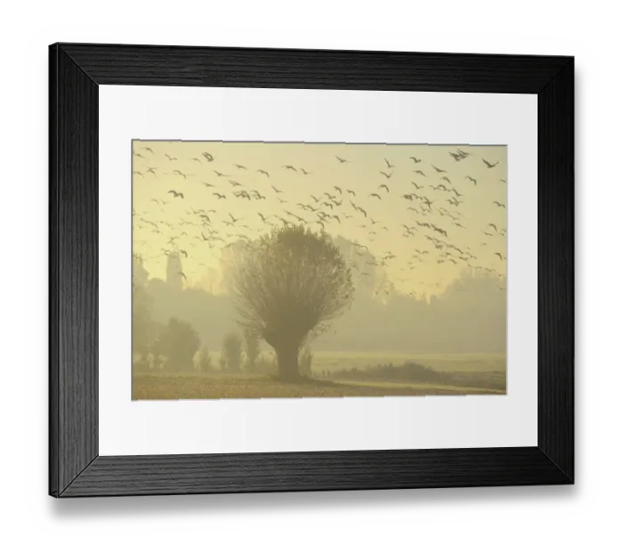 Framed Print : Flying geese swarm over trees in misty morning light, Xanten, Lower Rhine region, North Rhine-Westphalia, Germany Framed Print : Flying geese swarm over trees in misty morning light, Xanten, Lower Rhine region, North Rhine-Westphalia, Germany