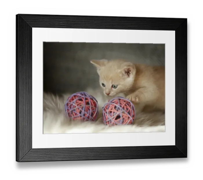 Framed Print : Kitten, 6 weeks, playing with a toy on a sofa Framed Print : Kitten, 6 weeks, playing with a toy on a sofa