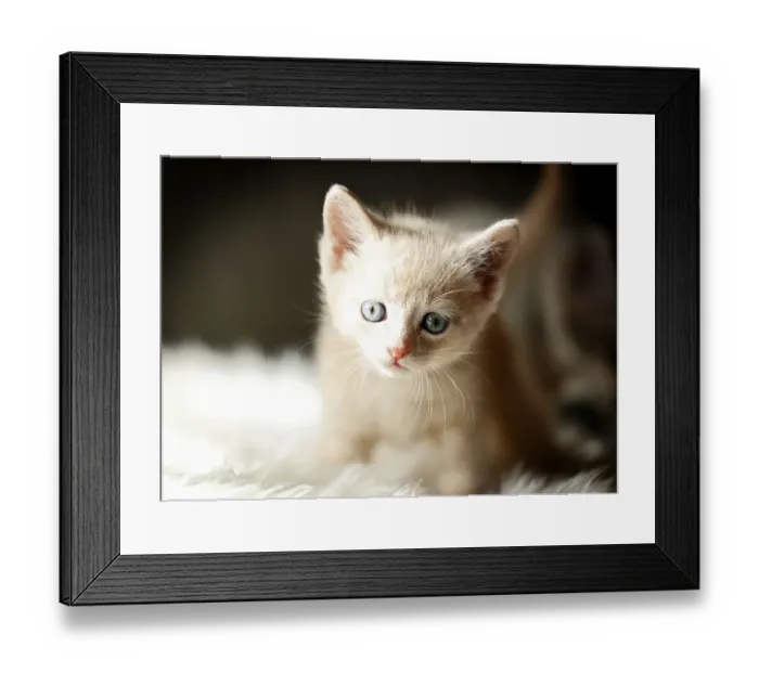 Framed Print : Kitten, 6 weeks, sitting on a sofa Framed Print : Kitten, 6 weeks, sitting on a sofa
