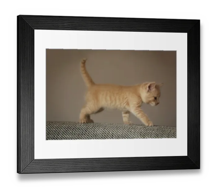 Framed Print : Kitten, 6 weeks, walking on a sofa