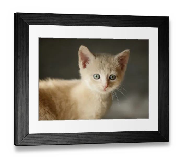 Framed Print : Kitten, 6 weeks, portrait