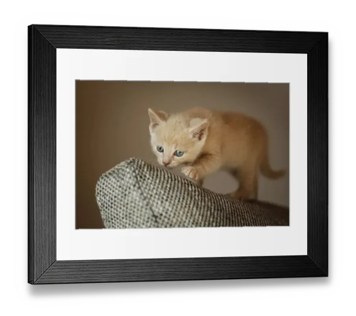 Framed Print : Kitten, 6 weeks, standing on a sofa Framed Print : Kitten, 6 weeks, standing on a sofa