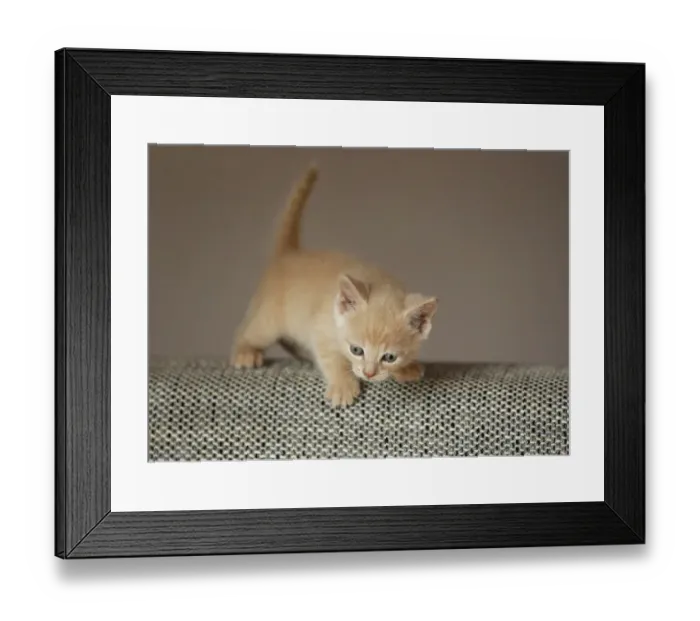 Framed Print : Kitten, 6 weeks, standing on a sofa Framed Print : Kitten, 6 weeks, standing on a sofa