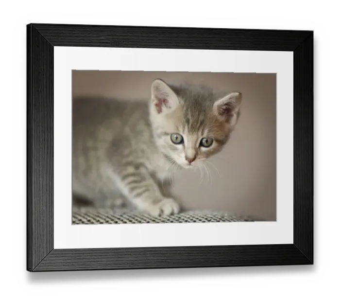 Framed Print : Kitten, 6 weeks, standing on a sofa Framed Print : Kitten, 6 weeks, standing on a sofa