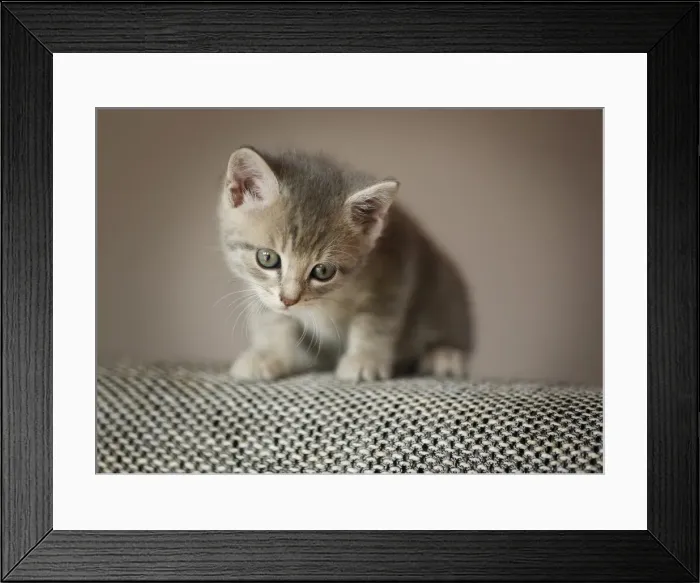 Framed Print : Kitten, 6 weeks, sitting on a sofa Framed Print : Kitten, 6 weeks, sitting on a sofa