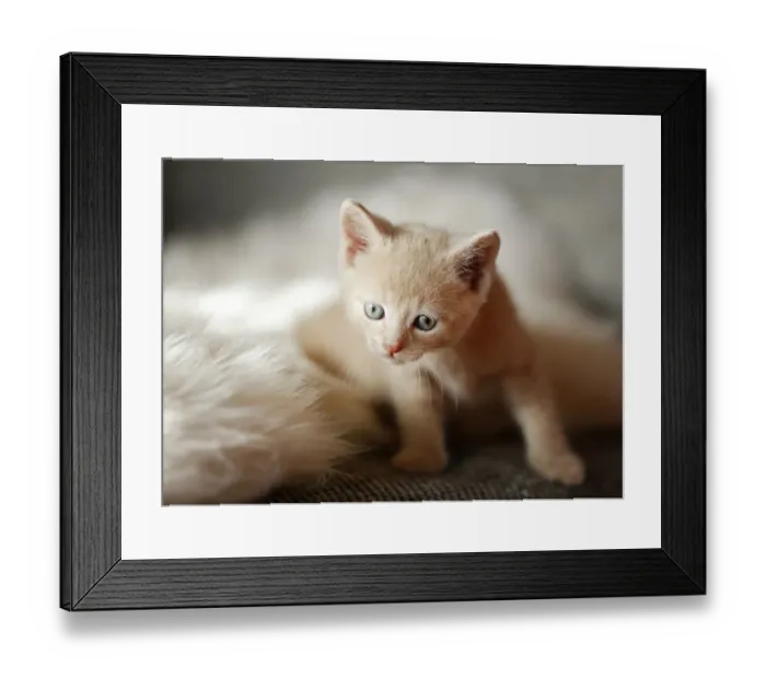 Framed Print : Kitten, 6 weeks, lying on a sofa Framed Print : Kitten, 6 weeks, lying on a sofa
