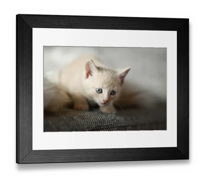 Framed Print : Kitten, 6 weeks, sitting on a sofa Framed Print : Kitten, 6 weeks, sitting on a sofa