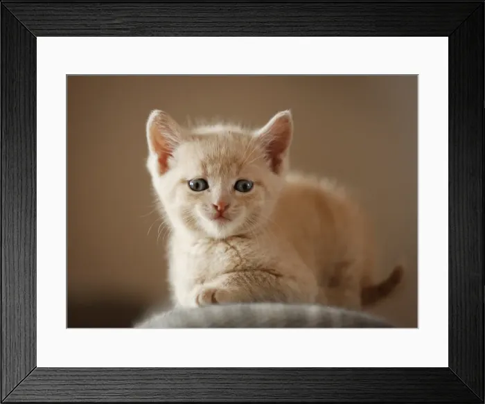 Framed Print : Kitten, 6 weeks, sitting on a sofa Framed Print : Kitten, 6 weeks, sitting on a sofa
