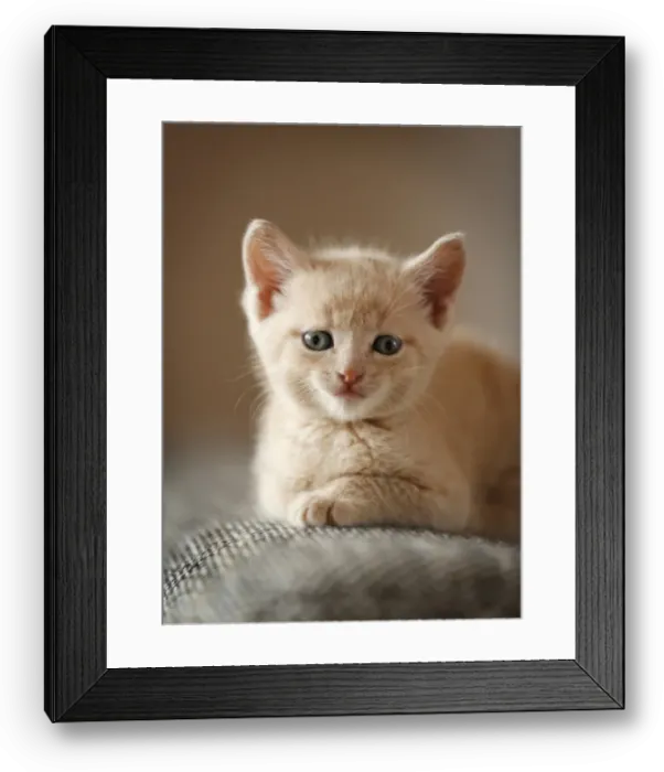Framed Print : Kitten, 6 weeks, sitting on a sofa